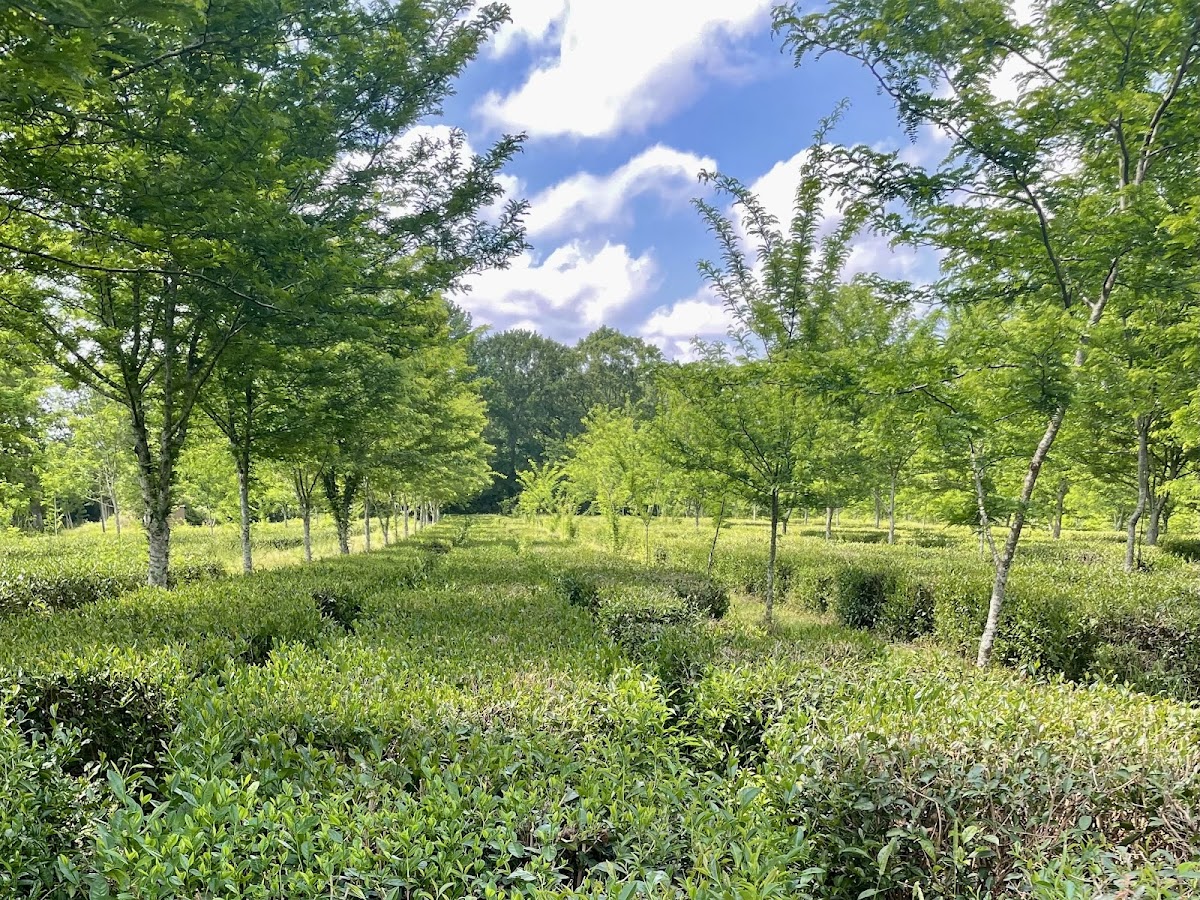 The Great Mississippi Tea Company Photos 2